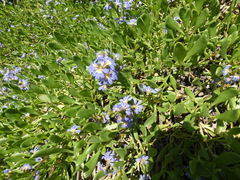 Scaevola calendulacea