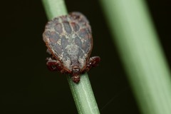 Dermacentor marginatus