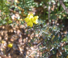Hibbertia
