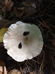 Ampulloclitocybe clavipes