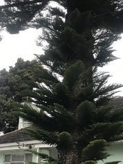 Araucaria