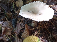 Ampulloclitocybe clavipes