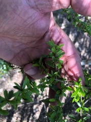 Pittosporum viscidum