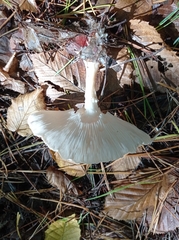 Ampulloclitocybe clavipes