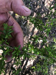Pittosporum viscidum