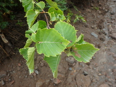 Betula ermanii