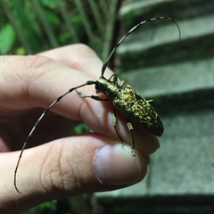 Acalolepta permutans