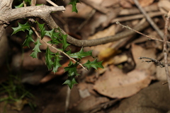 Alectryon diversifolius