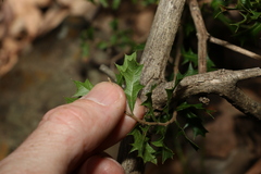 Alectryon diversifolius