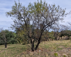Prunus amygdalus