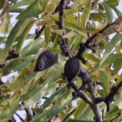 Prunus amygdalus