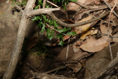 Alectryon diversifolius