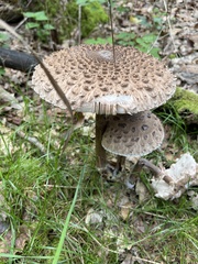 Macrolepiota procera