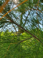 Casuarina equisetifolia