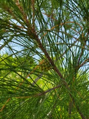 Casuarina equisetifolia