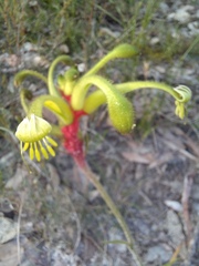 Anigozanthos bicolor