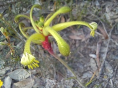 Anigozanthos bicolor