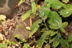 Sida hackettiana