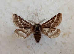 Lycia zonaria