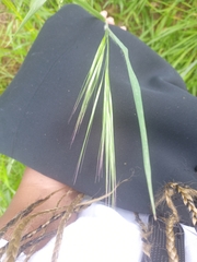Bromus