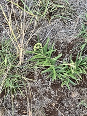 Asclepias asperula