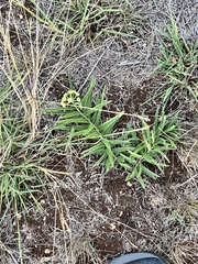 Asclepias asperula