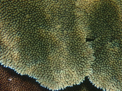 Acropora hyacinthus