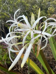 Crinum pedunculatum