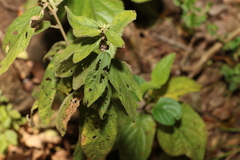 Sida hackettiana