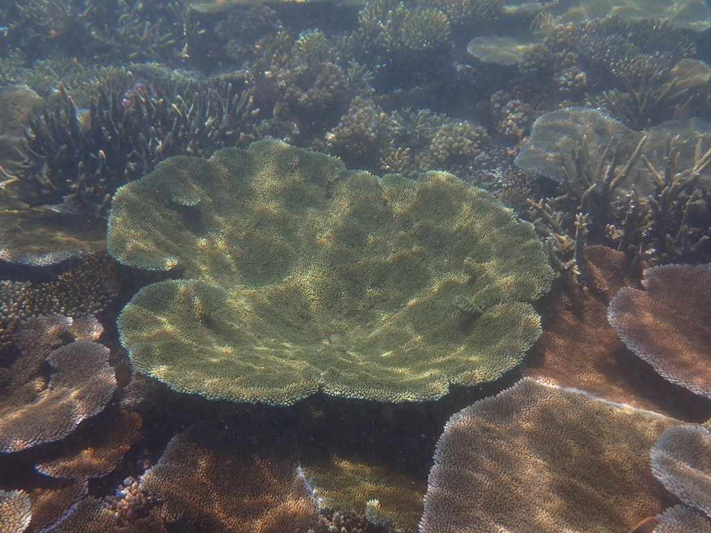Hyacinth table coral