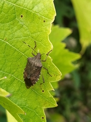 Halyomorpha halys