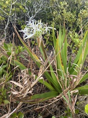 Crinum pedunculatum