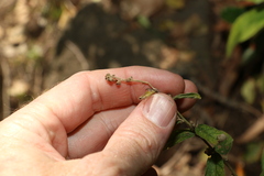Sida hackettiana