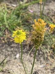 Bulbine abyssinica