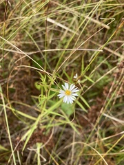 Symphyotrichum boreale