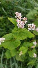 Fagopyrum esculentum