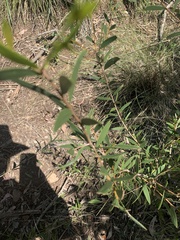Acacia excelsa