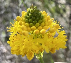 Bulbine abyssinica