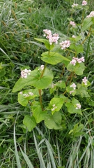 Fagopyrum esculentum