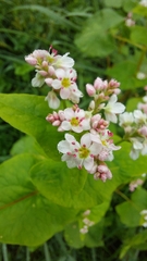Fagopyrum esculentum