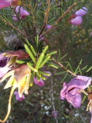 Gompholobium scabrum