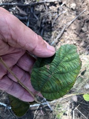 Grewia latifolia