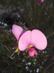 Gompholobium scabrum