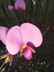 Gompholobium scabrum