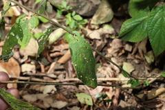 Sida hackettiana