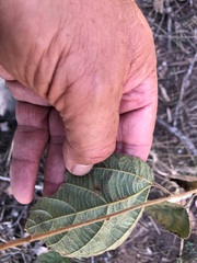 Grewia latifolia