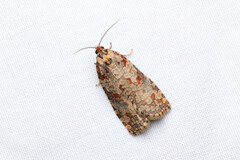 Cryptoptila australana