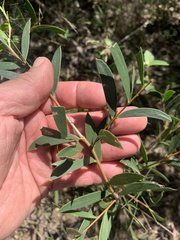 Acacia excelsa