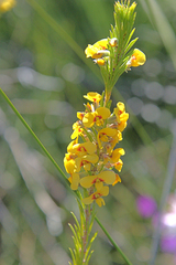 Dillwynia floribunda