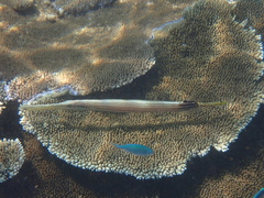 Aulostomus chinensis
